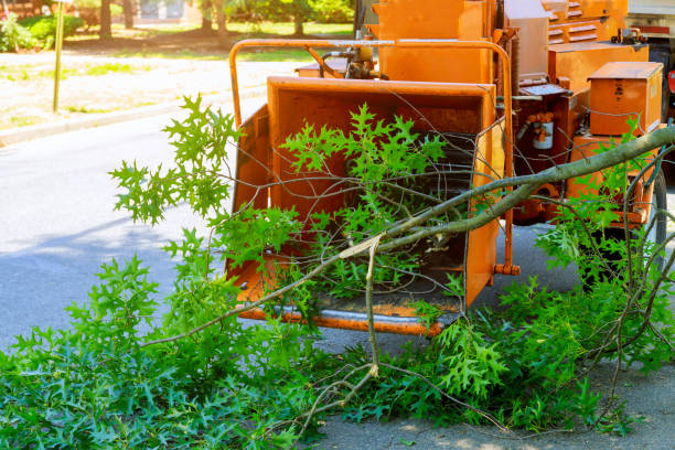 Reliable Pacific, WA Tree Service Solutions